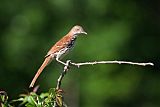 Brown Thrasherborder=